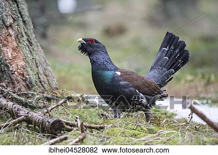Capercaillie (Tetrao urogallus) in forest, Styria, Austria, Europe View Large Photo Image Stock Image - Capercaillie (Tetrao urogallus) in forest, Styria, Austria, Europe. Fotosearch