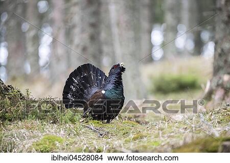 Capercaillie (Tetrao urogallus) courtship display in forest, Styria, Austria, Europe View Large Photo Image Picture - Capercaillie (Tetrao urogallus) courtship display in forest, Styria, Austria, Europe. Fotosearch