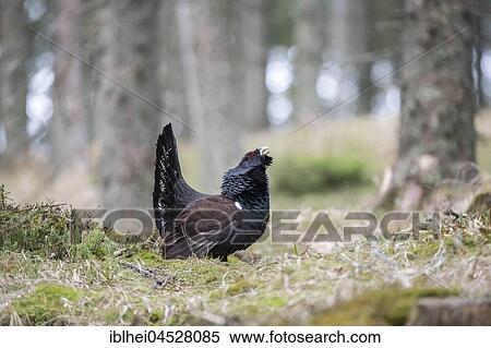 Stock Photography - Capercaillie (Tetrao urogallus) courtship display in forest, Styria, Austria, Europe. Fotosearch