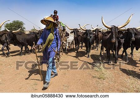 Caravan of Peul nomads with their animals in the Sahel of Niger View Large Photo Image Stock Image - Caravan of Peul nomads with their animals in the Sahel of Niger. Fotosearch