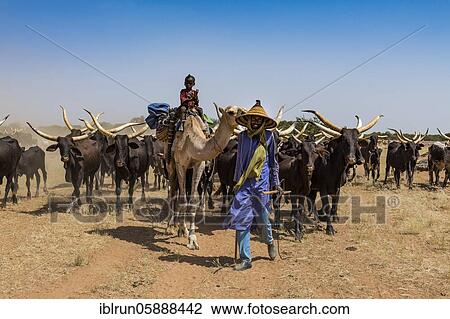 Caravan of Peul nomads with their animals in the Sahel of Niger View Large Photo Image Stock Image - Caravan of Peul nomads with their animals in the Sahel of Niger. Fotosearch