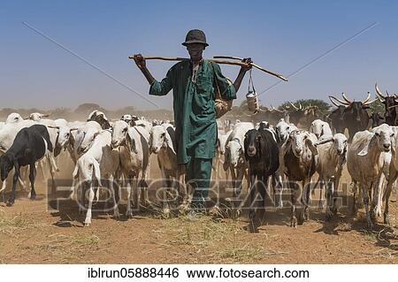 Caravan of Peul nomads with their animals in the Sahel of Niger View Large Photo Image Stock Photograph - Caravan of Peul nomads with their animals in the Sahel of Niger. Fotosearch