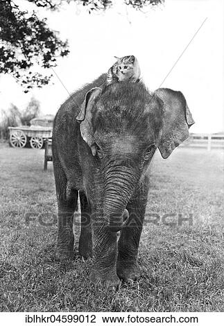 Cat rides on an elephant, England, Great Britain View Large Photo Image Stock Image - Cat rides on an elephant, England, Great Britain. Fotosearch