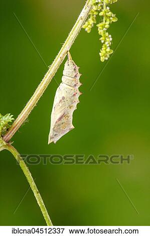Caterpillar in chrysalis, peacock butterfly (Inachis io) hanging head down on nettle, pupation process, series, Hesse, Germany, Europe View Large Photo Image Stock Photo - Caterpillar in chrysalis, peacock butterfly (Inachis io) hanging head down on nettle, pupation process, series, Hesse, Germany, Europe. Fotosearch