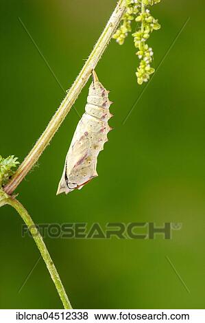 Caterpillar in chrysalis, peacock butterfly (Inachis io) hanging head down on nettle, pupation process, series, Hesse, Germany, Europe View Large Photo Image Stock Photo - Caterpillar in chrysalis, peacock butterfly (Inachis io) hanging head down on nettle, pupation process, series, Hesse, Germany, Europe. Fotosearch