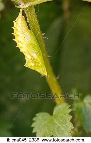 Stock Photograph - Caterpillar in chrysalis, peacock butterfly (Inachis io) hanging head down on nettle, pupation process, series, Hesse, Germany, Europe. Fotosearch