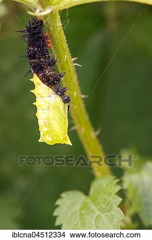 Picture - Caterpillar, peacock butterfly (Inachis io) hanging head down on nettle, beginning of pupation process, seriea, Hesse, Germany, Europe. Fotosearch