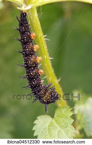 Stock Image - Caterpillar, peacock butterfly (Inachis io) hanging head down on nettle, beginning of pupation process, seriea, Hesse, Germany, Europe. Fotosearch