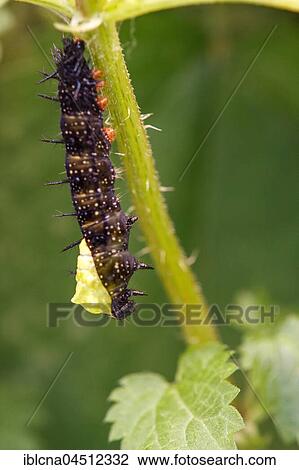 Caterpillar, peacock butterfly (Inachis io) hanging head down on nettle, beginning of pupation process, seriea, Hesse, Germany, Europe View Large Photo Image Stock Image - Caterpillar, peacock butterfly (Inachis io) hanging head down on nettle, beginning of pupation process, seriea, Hesse, Germany, Europe. Fotosearch
