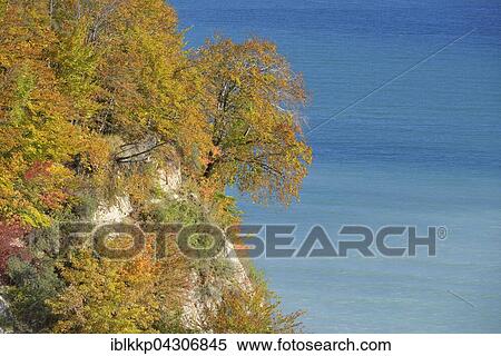 Stock Photography - Chalk coast in autumn, coloured trees on cliffs, Baltic Sea, Sassnitz, Rügen, Mecklenburg-Western Pomerania. Fotosearch