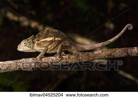 Picture - Chameleon (Calumma ambreense), male, Montagne d' Ambre National Park, Diana, Madagascar, Africa. Fotosearch