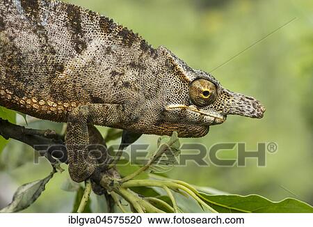 Chameleon (Furcifer bifidus), male on branch, portrait, endemic in Madagascar, Andasibe National Park, Madagascar, Africa View Large Photo Image Stock Image - Chameleon (Furcifer bifidus), male on branch, portrait, endemic in Madagascar, Andasibe National Park, Madagascar, Africa. Fotosearch