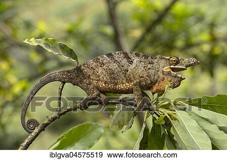Chameleon (Furcifer bifidus), male between leaves on branch, endemic in Madagascar, Andasibe National Park, Madagascar, Africa View Large Photo Image Stock Photo - Chameleon (Furcifer bifidus), male between leaves on branch, endemic in Madagascar, Andasibe National Park, Madagascar, Africa. Fotosearch