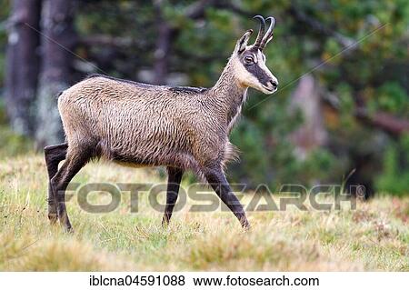 Stock Photo - Chamois (Rupicapra rupicapra), Bernese Oberland, Switzerland, Europe. Fotosearch
