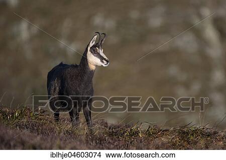 Picture - Chamois (Rupicapra rupicapra), Hohneck, La Bresse, Vosges, France, Europe. Fotosearch