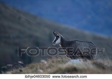 Stock Image - Chamois (Rupicapra rupicapra), Hohneck, La Bresse, Vosges, France, Europe. Fotosearch