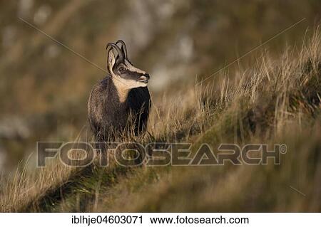 Chamois (Rupicapra rupicapra), Hohneck, La Bresse, Vosges, France, Europe View Large Photo Image Stock Image - Chamois (Rupicapra rupicapra), Hohneck, La Bresse, Vosges, France, Europe. Fotosearch