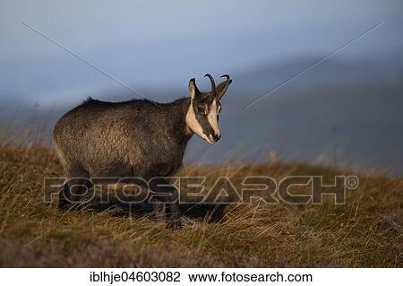 Chamois (Rupicapra rupicapra), Hohneck, La Bresse, Vosges, France, Europe View Large Photo Image Stock Image - Chamois (Rupicapra rupicapra), Hohneck, La Bresse, Vosges, France, Europe. Fotosearch