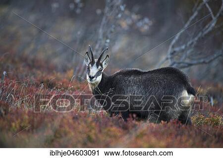 Stock Image - Chamois (Rupicapra rupicapra), Hohneck, La Bresse, Vosges, France, Europe. Fotosearch