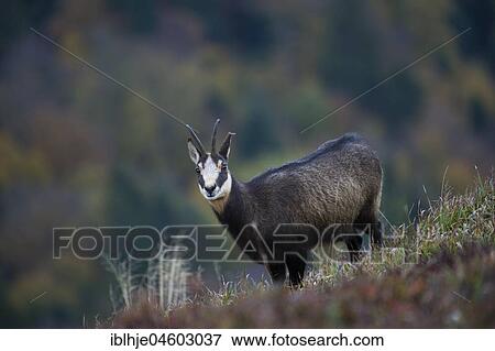 Stock Photo - Chamois (Rupicapra rupicapra), Hohneck, La Bresse, Vosges, France, Europe. Fotosearch