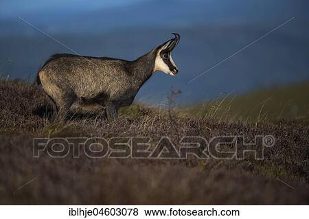 Stock Photo - Chamois (Rupicapra rupicapra), Hohneck, La Bresse, Vosges, France, Europe. Fotosearch