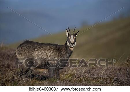 Stock Photo - Chamois (Rupicapra rupicapra), Hohneck, La Bresse, Vosges, France, Europe. Fotosearch