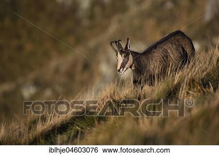 Stock Photograph - Chamois (Rupicapra rupicapra), Hohneck, La Bresse, Vosges, France, Europe. Fotosearch