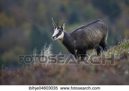 Stock Photography - Chamois (Rupicapra rupicapra), Hohneck, La Bresse, Vosges, France, Europe. Fotosearch