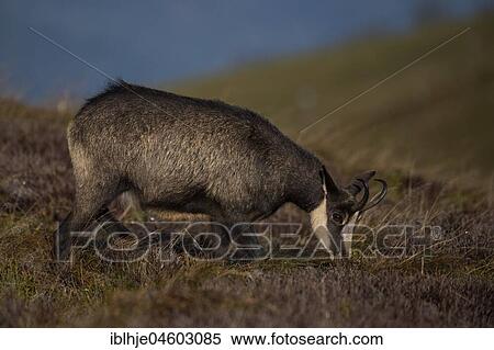 Chamois (Rupicapra rupicapra), Hohneck, La Bresse, Vosges, France, Europe View Large Photo Image Stock Photography - Chamois (Rupicapra rupicapra), Hohneck, La Bresse, Vosges, France, Europe. Fotosearch