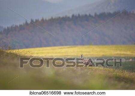 Stock Photo - Chamois (Rupicapra rupicapra), Vosges, France, Europe. Fotosearch