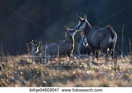 Chamoises (Rupicapra rupicapra), with kitten in backlight, Hohneck, La Bresse, Vosges, France, Europe View Large Photo Image Stock Photo - Chamoises (Rupicapra rupicapra), with kitten in backlight, Hohneck, La Bresse, Vosges, France, Europe. Fotosearch