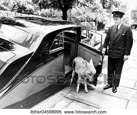 Chauffeur opens the car door for donkeys, England, Great Britain View Large Photo Image Stock Photography - Chauffeur opens the car door for donkeys, England, Great Britain. Fotosearch