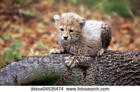 Cheetah, Sudan Cheetah, (Acinonyx jubatus soemmeringii), young animal, ten weeks old, Sudan, captive, Africa View Large Photo Image Picture - Cheetah, Sudan Cheetah, (Acinonyx jubatus soemmeringii), young animal, ten weeks old, Sudan, captive, Africa. Fotosearch