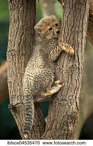 Stock Image - Cheetah, Sudan Cheetah, (Acinonyx jubatus soemmeringii), young animal, ten weeks old, in tree, Sudan, captive, Africa. Fotosearch