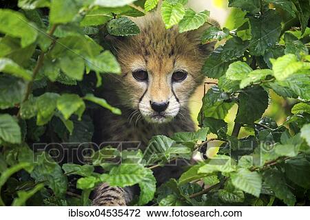 Cheetah, Sudan Cheetah, (Acinonyx jubatus soemmeringii), young animal, ten weeks old, in tree, Sudan, captive, Africa View Large Photo Image Stock Image - Cheetah, Sudan Cheetah, (Acinonyx jubatus soemmeringii), young animal, ten weeks old, in tree, Sudan, captive, Africa. Fotosearch