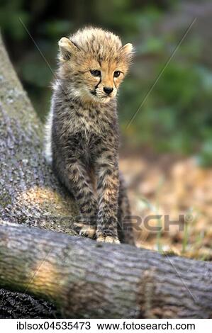 Cheetah, Sudan Cheetah, (Acinonyx jubatus soemmeringii), young animal, seven weeks old, Sudan, captive, Africa View Large Photo Image Stock Image - Cheetah, Sudan Cheetah, (Acinonyx jubatus soemmeringii), young animal, seven weeks old, Sudan, captive, Africa. Fotosearch