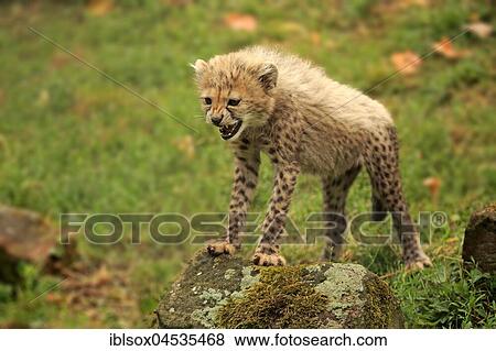 Cheetah, Sudan Cheetah, (Acinonyx jubatus soemmeringii), young animal, ten weeks old, hissing, Sudan, captive, Africa View Large Photo Image Stock Photo - Cheetah, Sudan Cheetah, (Acinonyx jubatus soemmeringii), young animal, ten weeks old, hissing, Sudan, captive, Africa. Fotosearch