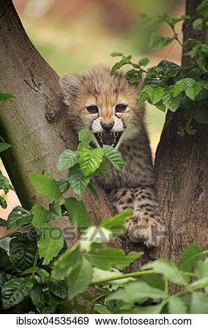 Cheetah, Sudan Cheetah, (Acinonyx jubatus soemmeringii), young animal, ten weeks old, hissing, Sudan, captive, Africa View Large Photo Image Stock Photo - Cheetah, Sudan Cheetah, (Acinonyx jubatus soemmeringii), young animal, ten weeks old, hissing, Sudan, captive, Africa. Fotosearch
