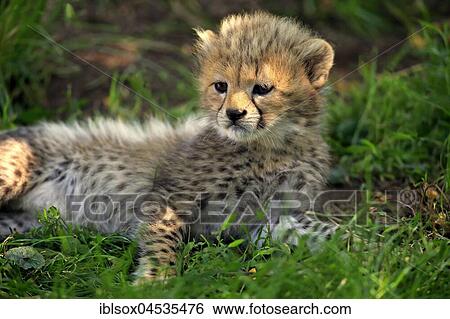 Cheetah, Sudan Cheetah, (Acinonyx jubatus soemmeringii), young animal, seven weeks old, Sudan, captive, Africa View Large Photo Image Stock Photograph - Cheetah, Sudan Cheetah, (Acinonyx jubatus soemmeringii), young animal, seven weeks old, Sudan, captive, Africa. Fotosearch