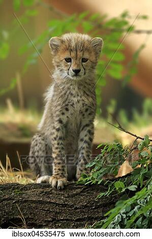 Cheetah, Sudan cheetah, (Acinonyx jubatus soemmeringii), young animal, ten weeks old, Sudan, captive, Africa View Large Photo Image Stock Photography - Cheetah, Sudan cheetah, (Acinonyx jubatus soemmeringii), young animal, ten weeks old, Sudan, captive, Africa. Fotosearch