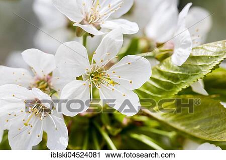 Cherry blossom (Cerasus), Bavaria, Germany, Europe View Large Photo Image Stock Image - Cherry blossom (Cerasus), Bavaria, Germany, Europe. Fotosearch