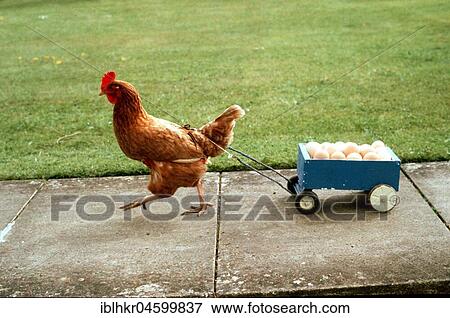 Chicken pulls a cart with eggs, England, Great Britain View Large Photo Image Stock Photo - Chicken pulls a cart with eggs, England, Great Britain. Fotosearch