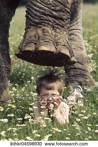 Child under elephant foot, England, Great Britain View Large Photo Image Stock Image - Child under elephant foot, England, Great Britain. Fotosearch