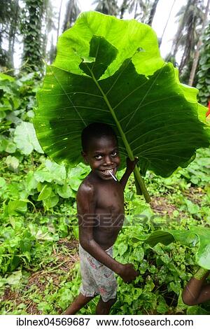 Child with large leaf as umbrella in the village of Rangsuksuk, island of Pentecost, Vanuatu, South Sea, Oceania View Large Photo Image Stock Photo - Child with large leaf as umbrella in the village of Rangsuksuk, island of Pentecost, Vanuatu, South Sea, Oceania. Fotosearch
