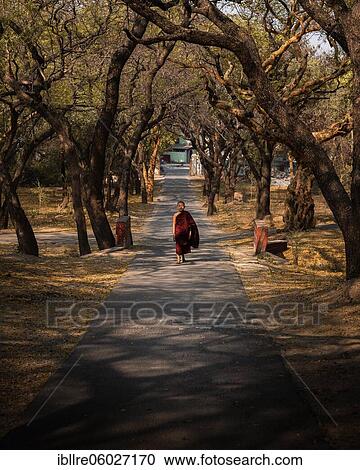 Children's monk with red robe walks through tree alley, Shwe Hin Thar Monastery, Sagaing, Myanmar, Asia View Large Photo Image Stock Image - Children's monk with red robe walks through tree alley, Shwe Hin Thar Monastery, Sagaing, Myanmar, Asia. Fotosearch