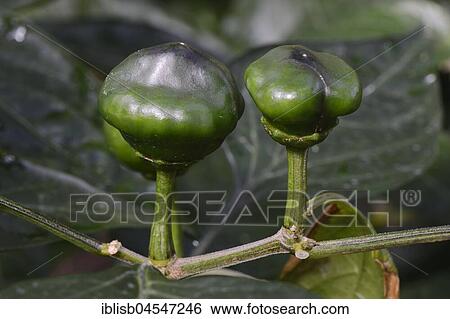 Stock Photograph - Chili buds (Capsicum chinense) native to South America. Fotosearch