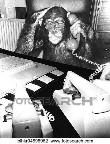 Chimpanzee on the phone, England, Great Britain View Large Photo Image Stock Image - Chimpanzee on the phone, England, Great Britain. Fotosearch