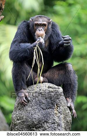 Stock Image - Chimpanzee, (Pan troglodytes troglodytes), adult male, uses tool, captive, occurrence Africa. Fotosearch