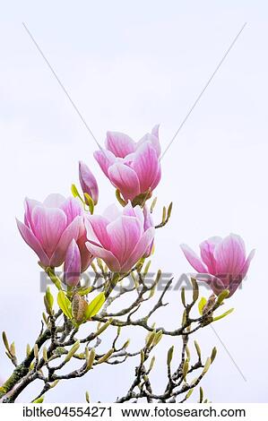 Stock Image - Chinese Magnolia (Magnolia x soulangeana) Amabilis culture form, Germany, Europe. Fotosearch