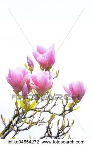 Chinese Magnolia (Magnolia x soulangeana) Amabilis culture form, Germany, Europe View Large Photo Image Stock Image - Chinese Magnolia (Magnolia x soulangeana) Amabilis culture form, Germany, Europe. Fotosearch